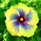 Hibiskus Rhizome, GroßE Und Bunte Blumen, Winterhart MehrjäHrig, Hibiskus,Topfpflanzen, Vier-Jahreszeiten-Pflanzen,Winterhart, Hibiskus Pflanzen-5Rhizome-D