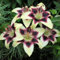 MehrjäHrig Winterhart Lilium Martagon Lilium Martagon Zwiebeln Lilium Martagon Zwiebeln Lilien Zwiebeln Winterhart MehrjäHrige GefüLlte BlüTenWinterhart Zwiebeln Blumenzwiebeln -2zwiebeln-D