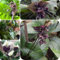 30 pcs Tacca chantrieri blumen winterharte pflanzen Schwarze Fledermausblume, Tacca chantrieri, garten geschenk exotische pflanzen samen blumen für balkon garden deko büro blumensamen