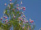 50 Samen, Catalpa chilopsis linearis, Orchidee von Desert Purple Flower Willow Tree