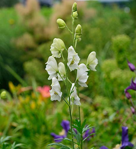 Eisenhut Album - Aconitum napellus Album