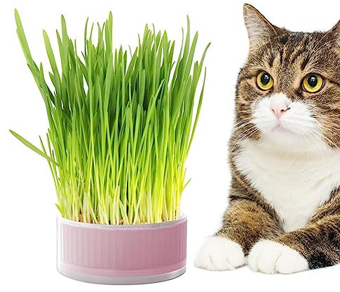 Shenrongtong Katzengras-Pflanzkasten - Hydrokultur-Sprossentablett,Abnehmbare, bodenfreie Keimschale, Grasbox für Katzen, Hunde und andere Haustiere, Heimdekoration