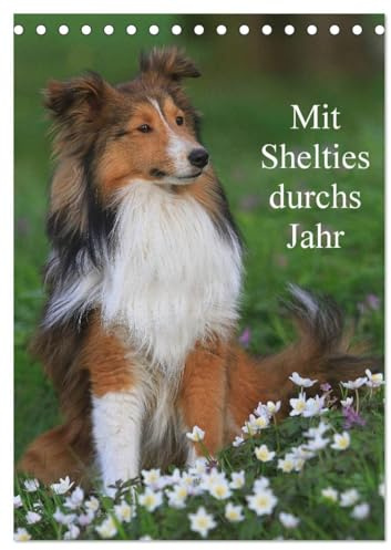 Mit Shelties durchs Jahr (Tischkalender 2026 DIN A5 hoch), CALVENDO Monatskalender: Shetland Sheepdogs in der Natur und im Fotostudio (CALVENDO Tiere)