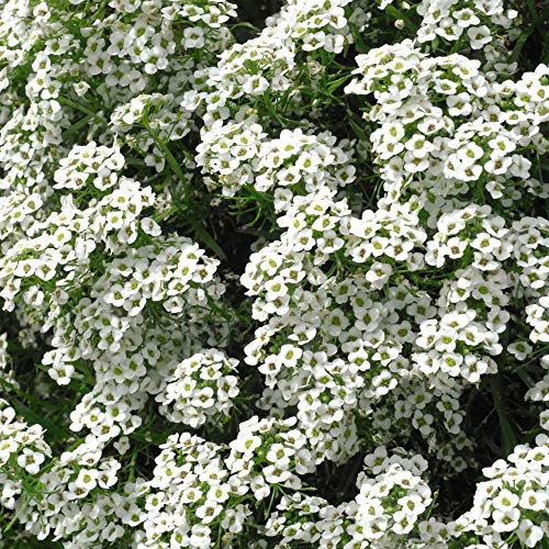 Flower Seed Alyssum Carpet of Snow Hardy Annual Ground Cover Summer Bedding Rockery Alpine Costal Garden Low Growing Wide Spreading - 1 Packet (1000 Seeds) by Thompson and Morgan