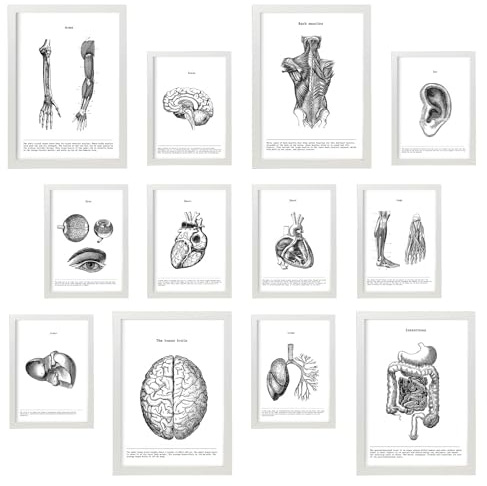 Nacnic Anatomie Organe Set - 12 Stück, 4 A3 & 8 A4 - Mix-Stil, weiße Rahmen - Perfekte Dekoration für medizinische Enthusiasten. Wandkunstposter zur Wanddekoration.