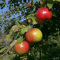 Balkonobst Apfel Gravensteiner Kleinobst Terrassenobst Apfelbaum 80-120 cm Lieferhöhe | malus domestica 'Gravensteiner' | Befruchter Cox Orange, Goldparmäne, Golden Delicious, Ingrid Marie, Klarapfel
