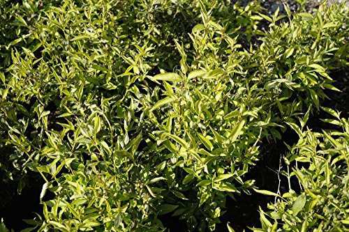 Maiblumenstrauch Sternchenstrauch Deutzie Deutzia gracilis Containerware 30-40cm