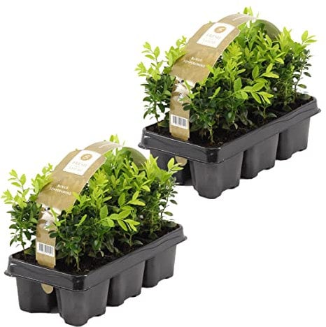 12x Buxus Sempervirens - Boj de Cope - Resistente al invierno - 9 cm-15-20 cm