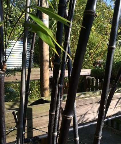 Phyllostachys nigra | 12cm Potted Plant | Black Bamboo