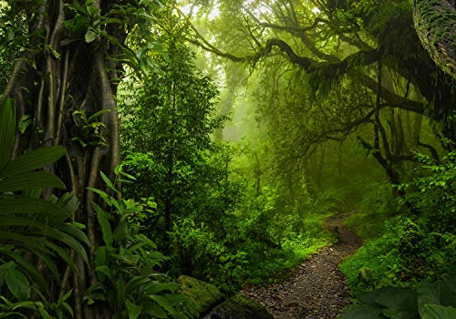 wandmotiv24 Fototapete Dschungelpfad Wald Weg, XXL 400 x 280 cm - 8 Teile, Wanddeko, Wandbild, Wandtapete, Dschungel Bäume Pfad M6479