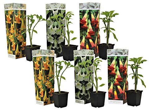 Plant in a Box - Brugmansia Mix - Set di 6 - Vaso 9cm - Altezza 25-40cm