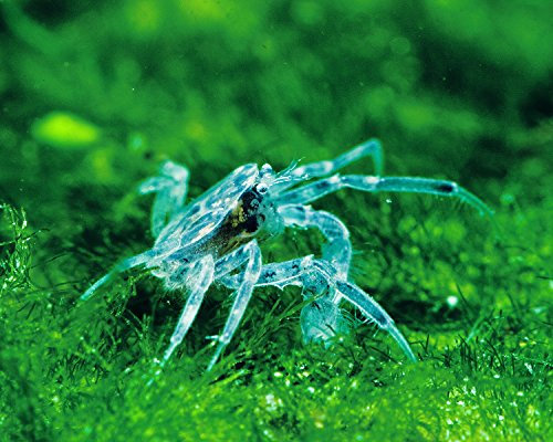 Garnelio - 5X Microkrabbe - Limnopilos naiyanetri
