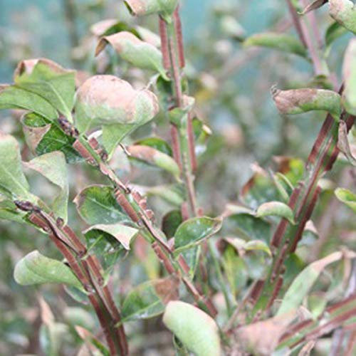 Korkflügel-Strauch - Euonymus Alatus - 30-40 cm Topf - Rote Herbstfärbung der Blätter