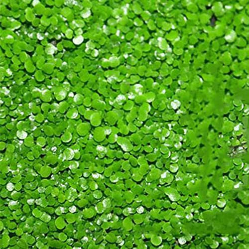 Haloppe 600 Unids Semillas de Plantas de Hierba de Agua para Plantar en el Jardín del Hogar, Semillas de Hierba de Agua de Acuario Tanque de Peces Adorno de Paisaje Hidrofílico para el Hogar 600 pi