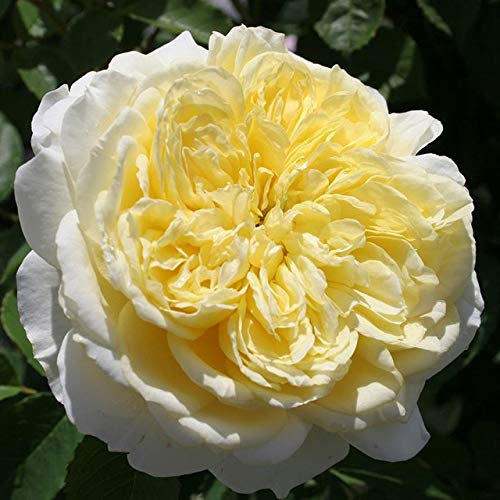 50 pcsseeds/Bag Mixed Rose Seeds Beautiful Flower binsai Flower DIY for Home Garden : Light Yellow:Seeds