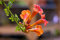 10 semi di fiori Orange Trumpet Bush:Seeds only