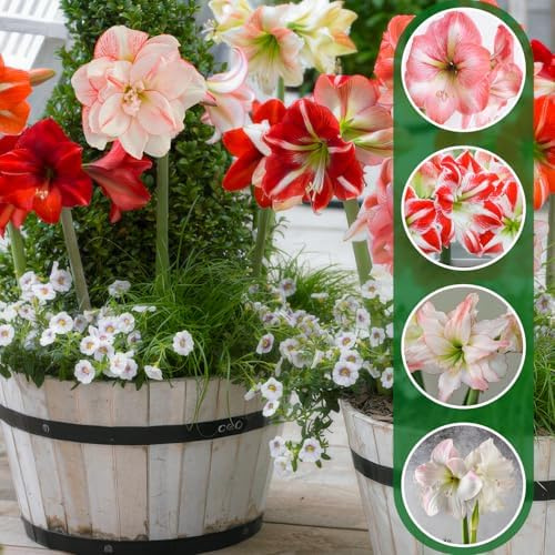 FLORIUM Amaryllis Zwiebel Kollektion Mischung verschiedener Sorten – 10 | 10 große Amaryllis-Zwiebeln, Großformat 26/30, Sortenmischung, nicht gewachst, aus Holland, für Topf und Innenbereich