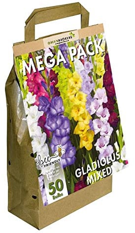 GreenBrokers Mega Pack Gladioli Mixed Summer Flowering Bulbs (50 Bulbs) Bee & Butterfly Friendly