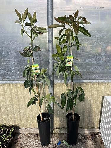 Pianta persea americana, piante di avocado innestato, altezza 140cm, frutto esotico (FUERTE)