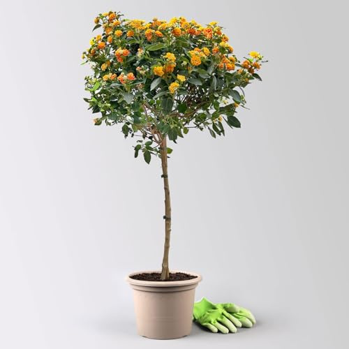 Wandelröschen, orange, Stamm, Topf-Ø 23 cm
