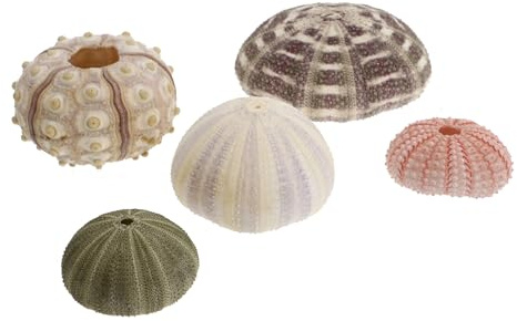 IWOWHERO 5 pièces Support Coquille Oursin pour Aquarium Accessoires Paysage Vivier Poisson Base et Légère pour Décoration Succulente et Réservoir Eau de Mer Couleur Couleur Aléatoire
