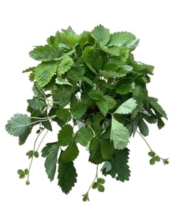MODIPITRE Piante Vive di Fragole di Bosco, Verde e Bianco, Vaso cm 14, 2 Pezzi, Uso Esterno