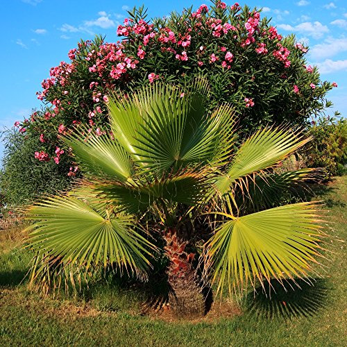 Cotone Palm, Desert Fan Semi di palma - Washingtonia filifera