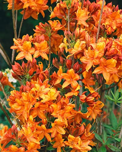 Rhododendron luteum 'Golden Eagle' 30-40 cm - Azalee, goldgelbe Blüten, Blütezeit Mai-Juni, ideal für Rabatten, bienenfreundlich, winterhart