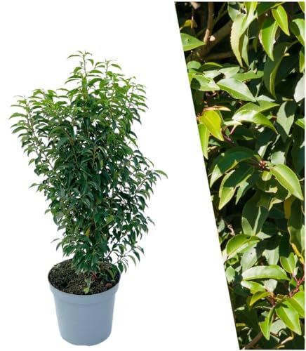 Plants by Frank | 25 Große Portugiesischer Kirschlorbeer Pflanzen für 10 laufende Meter Hecken | ↨ 80-100 cm im 12 Liter Topf | Prunus Angustifolia | Heckenpflanzen | Sichtschutz garten | Lorbeer