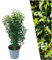 Plants by Frank | 25 Große Portugiesischer Kirschlorbeer Pflanzen für 10 laufende Meter Hecken | ↨ 80-100 cm im 12 Liter Topf | Prunus Angustifolia | Heckenpflanzen | Sichtschutz garten | Lorbeer