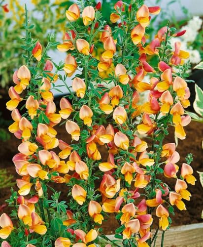 Besenginster Cytisus scoparius Apricot Gem 40-60 cm winterhart | Aprikosenfarbene Blueten, sonniger Standort, bienenfreundlich, robust, vielseitig einsetzbar im Garten oder auf der Terrasse