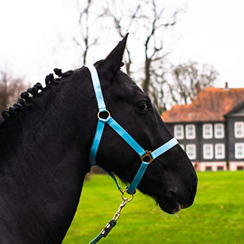 Halfter für Pferd Warmblut, Vollblut, Kaltblut – Stallhalfter, Weidehalfter, 2 Fach verstellbar an Kinnriemen und Genickstück, sicher & reißfest (Türkis, Pony)