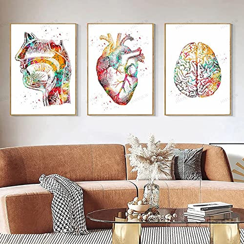 HMXQLW Abstrakt Medizin Anatomie Wandbilder Mensch Organe Herz Gehirn Aquarell Bilder kunstdrucke Klinik Deko,Leinwandbilder Poster und Drucke Wandkunst Rahmenlos (3X40x50cm,3)