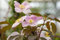 Clematis montana 'Tetrarose' 40-60 cm - Berg-Waldrebe, rosa Blüten, Blütezeit Mai-Juni, ideal für Rankgerüste, schnellwachsend, winterhart