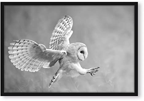 Pixxprint Fliegende Eule bei der Jagd, Poster im Bilderrahmen, Format: 100x70cm, Kunstdruck gerahmt