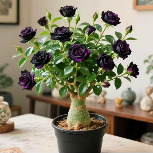 Planta de rosa del desierto - planta ornamental con flores en maceta - adecuada para balcones, jardines, oficinas - la primera opción para regalos exóticos-2bulbos-E