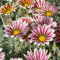 afrikanisches ringkörbchen pflanze samen - pflanzen samen balkon blumenwiese samen mehrjährig bodendecker pflanzen winterhart garten steingartenpflanzen winterhart blumen deko 500pcs