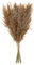 Ronlok 30 StüCke Rohr Kolben NatüRliche Getrocknete Schilf Kleine Pampasgras Phragmites KüNstliche Pflanzen Hochzeit Blumen Wohnkultur