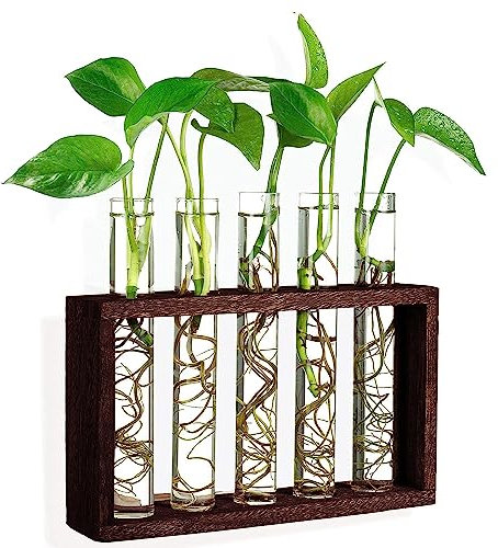 Ompinda Station de propagation de plantes, vase en verre à 5 tubes à essai avec support en bois à suspendre au mur, parfait pour la maison, le bureau, la décoration de jardin