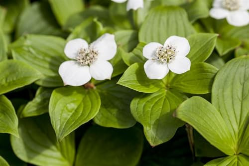Cornus canadensis 15-20 cm - Kanadischer Hartriegel, weiße Blüten, Blütezeit Mai-Juni, ideal für schattige Standorte, bodendeckend, winterhart