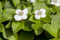 Cornus canadensis 15-20 cm - Kanadischer Hartriegel, weiße Blüten, Blütezeit Mai-Juni, ideal für schattige Standorte, bodendeckend, winterhart
