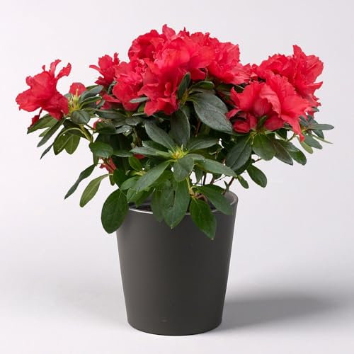 Azalee rot gefüllt im Keramiktopf Dallas anthrazit, Topf -Ø 12 cm