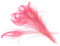 10 echte Pfauenfedern ca. 25-30cm (rosa 148) // Pfau Federn Natur Auge Deko Pfauenaugen Schmuck