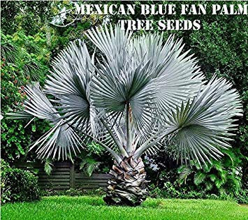 PLAT FIRM GERMINATIONSAMEN: 10 mexikanische blaue Fan Palm Tree Seeds