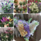 500 pcs Sommerflieder Samen blumen balkon, garten geschenke für frauen Schmetterlingsflieder Winterhart Samen winterharte balkonpflanzen hochbeet samen sommerblumen samen nachhaltige