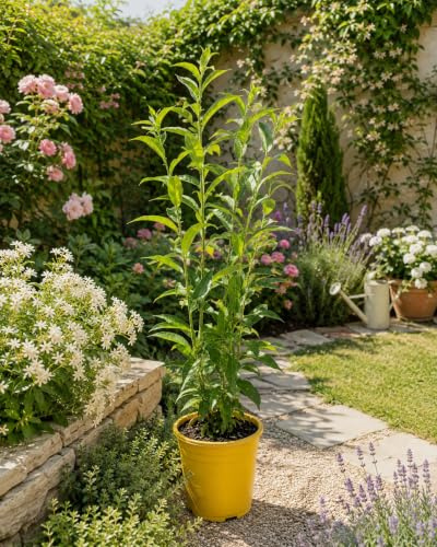 Planta natural Galán de noche, 80 cm. Cestrum Nocturnum. Arbusto fragante nocturno, flores blancas-amarillas y aroma intenso y dulce. Segura Garden.