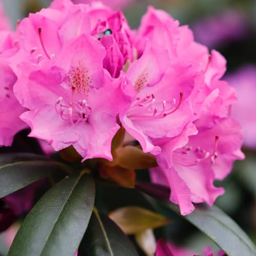 Rhododendron 'Roseum Elegans' x2 Plants - Evergreen Shrub - Perfect for Screening