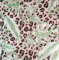 Wallpaper Empire Nina Hancock Designer Tropical Leopard Skin Pink/Green Metallic Wallpaper