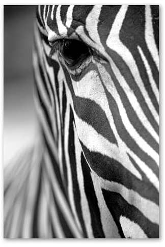 Postereck - 0663 - Zebra, Schwarz Weiss Tier Natur Wild Kopf - Wandposter Fotoposter Bilder Wandbild Wandbilder - Leinwand - 40,0 cm x 30,0 cm