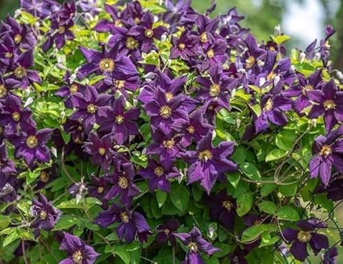 100 Stück lila Clematis-Blumensamen